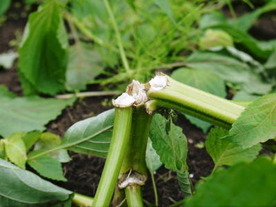 無農薬・無化学肥料で育てる「菊池水源産エゴマ」 黒エゴマの開花と台風16号による被害_a0254656_1928144.jpg