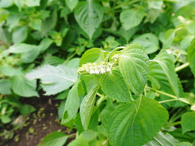 無農薬・無化学肥料で育てる「菊池水源産エゴマ」 黒エゴマの開花と台風16号による被害_a0254656_19372128.jpg