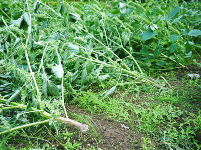 無農薬・無化学肥料で育てる「菊池水源産エゴマ」 黒エゴマの開花と台風16号による被害_a0254656_1953389.jpg