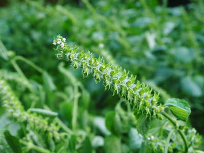 無農薬・無化学肥料で育てる「菊池水源産エゴマ」 黒エゴマの開花と台風16号による被害_a0254656_1955102.jpg