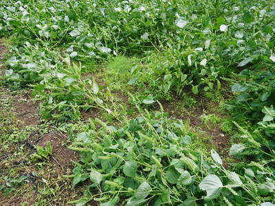 無農薬・無化学肥料で育てる「菊池水源産エゴマ」 黒エゴマの開花と台風16号による被害_a0254656_19595939.jpg