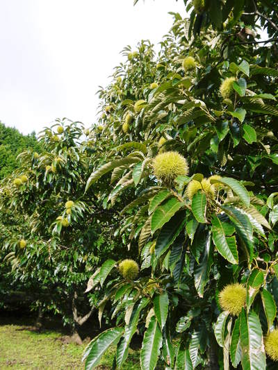 無農薬・無化学肥料で育てる「菊池水源産エゴマ」 黒エゴマの開花と台風16号による被害_a0254656_20251461.jpg