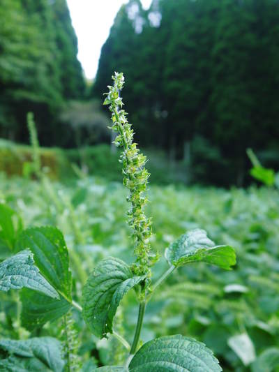 無農薬・無化学肥料で育てる「菊池水源産エゴマ」 黒エゴマの開花と台風16号による被害_a0254656_2035768.jpg