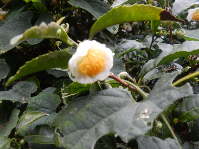 ’16,9,20(火)田舎道の曼珠沙華!_f0060461_13574410.jpg