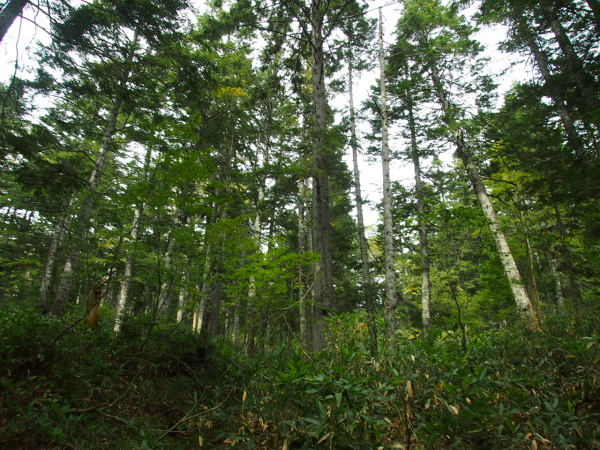 c0321967_19144786.jpeg