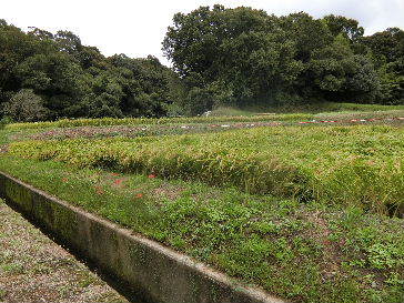 f0366873_20054126.jpg
