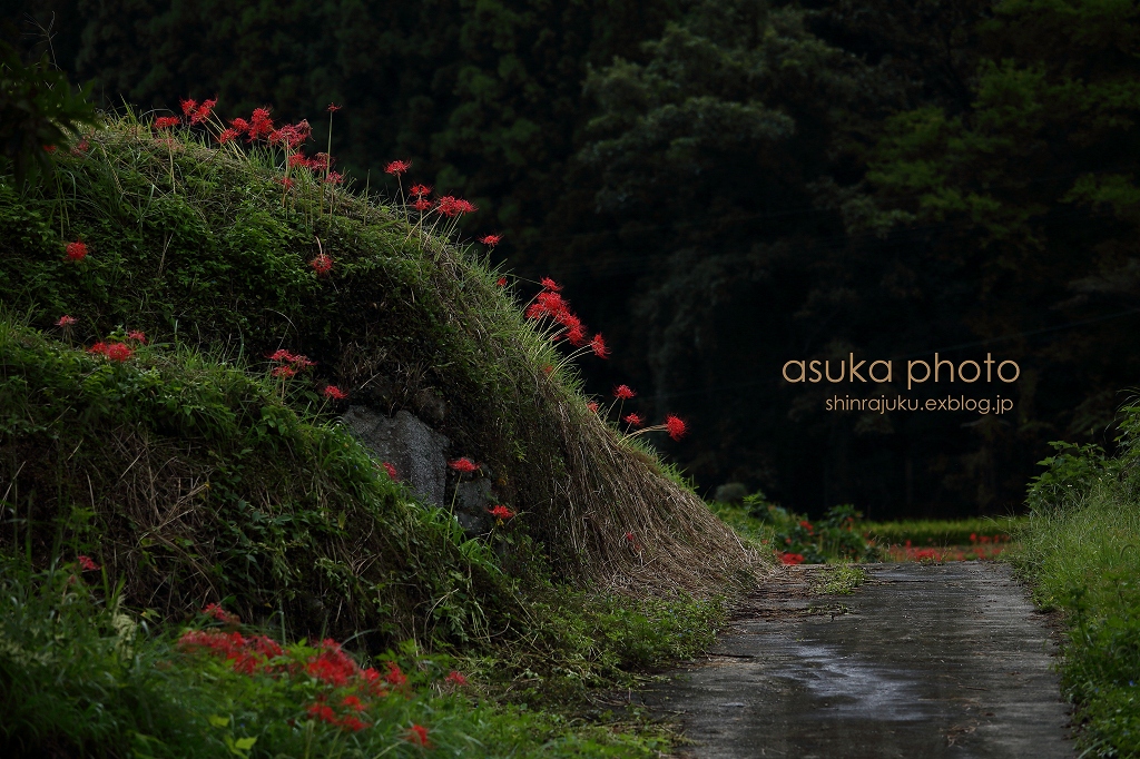 彼岸花2016　－ 雨上がり －_a0278377_1839878.jpg