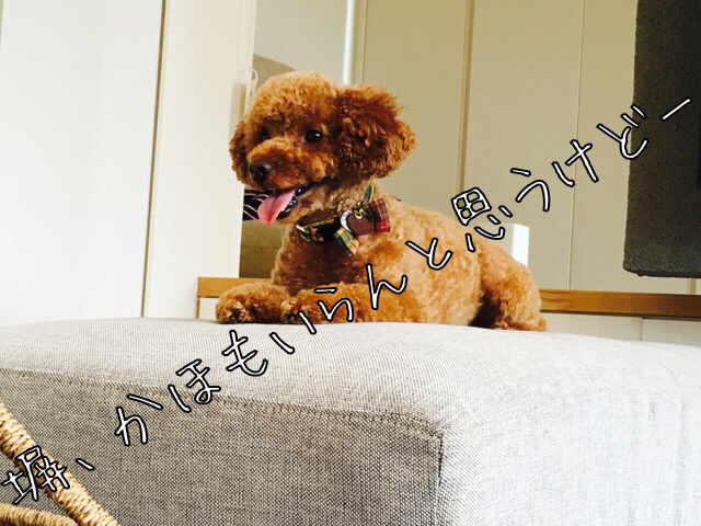 交換条件_b0370192_12140454.jpg