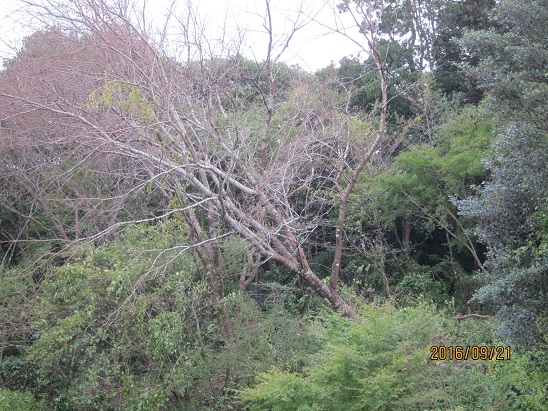 f0106692_1865539.jpg