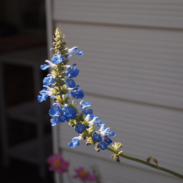 お花の寿命_a0292194_18531735.jpg