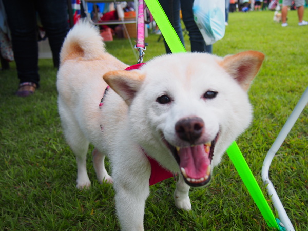 犬の大運動会終わりました_d0293002_222928.jpg