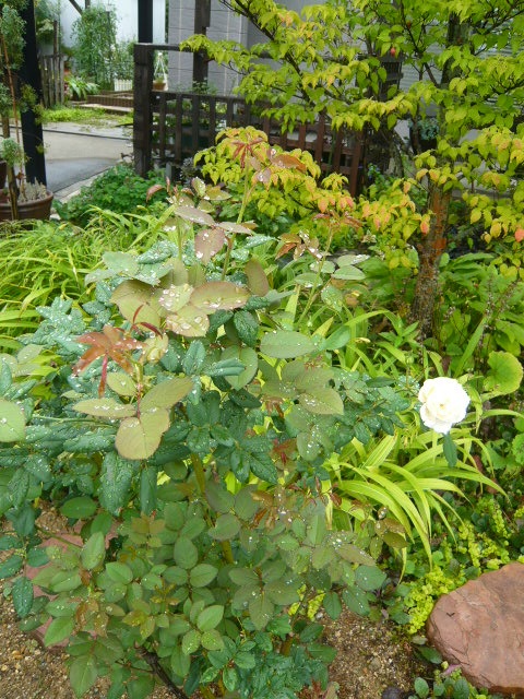c0112206_95717.jpg