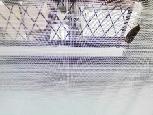 蛾 の たまご 60代始めます 蛾 の たまご 60代始めます