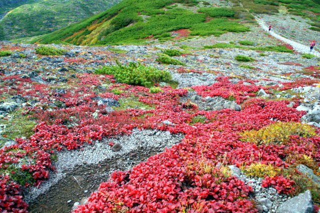 2016年9月19日(月．祝)　黒岳(1984m)～北鎮岳(標高2244m)_a0345007_1730416.jpg