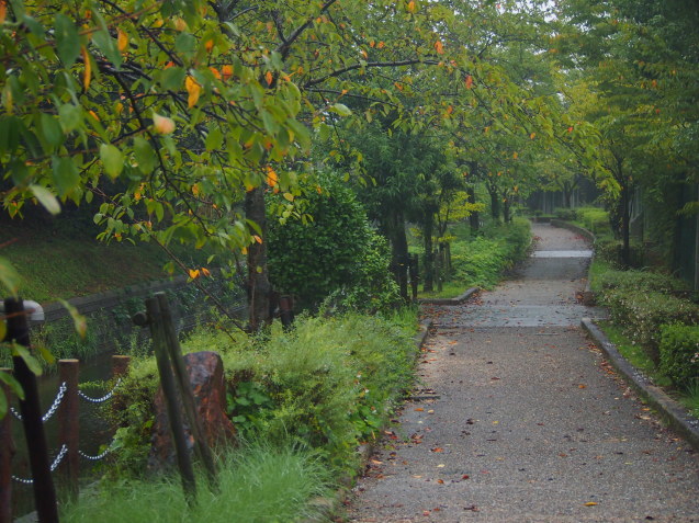 雨が止み早朝散歩、あいにく途中で降りだした　\'16/09/22_d0048812_13382694.jpg