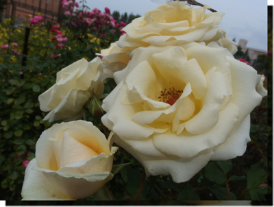 a0114514_20493010.png