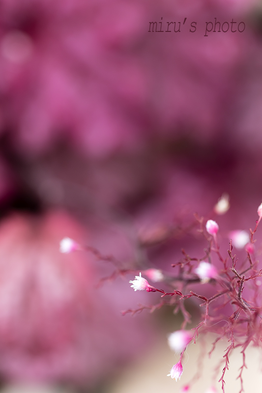 c0037519_00250.jpg