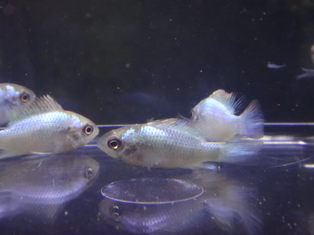 160922 熱帯魚・金魚・水草・観葉植物_f0189122_130432.jpg