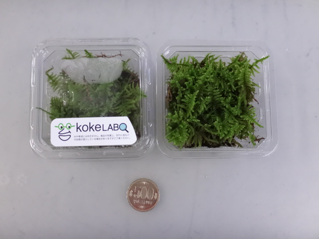 160922 熱帯魚・金魚・水草・観葉植物_f0189122_13115131.jpg