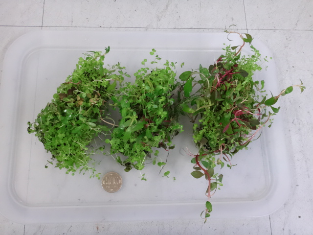 160922 熱帯魚・金魚・水草・観葉植物_f0189122_1325684.jpg