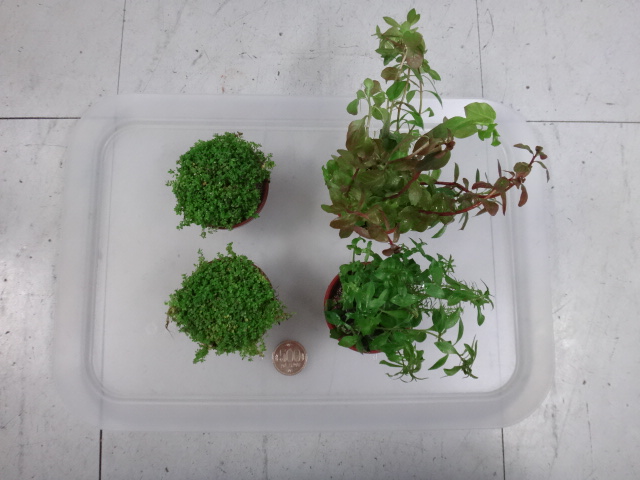 160922 熱帯魚・金魚・水草・観葉植物_f0189122_1334194.jpg