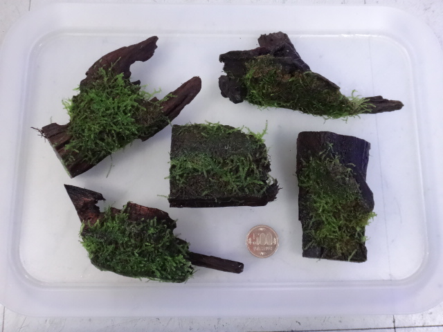 160922 熱帯魚・金魚・水草・観葉植物_f0189122_1351875.jpg