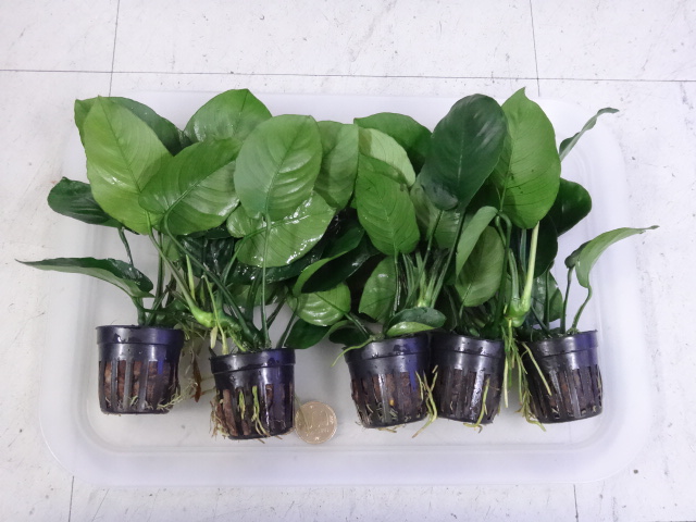 160922 熱帯魚・金魚・水草・観葉植物_f0189122_13682.jpg
