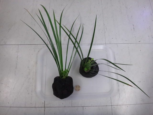 160922 熱帯魚・金魚・水草・観葉植物_f0189122_1374086.jpg