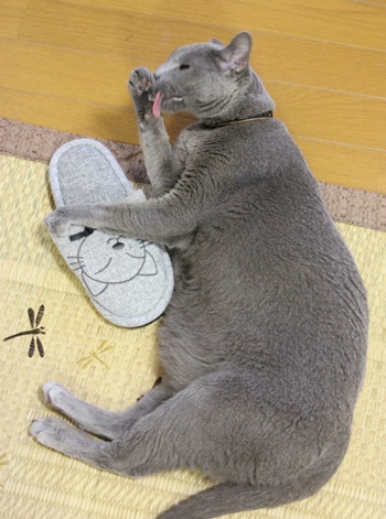 スリッパ大好き猫の寝姿_b0312424_683276.jpg