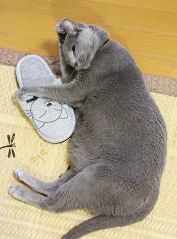 スリッパ大好き猫の寝姿_b0312424_684325.jpg