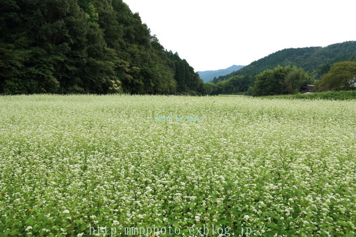 蕎麦の花 in 亀岡_d0283427_09433642.jpg