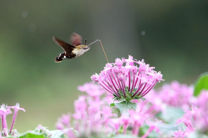 ペンタスに来た、スカシバとホウジャク_b0191934_231089.jpg