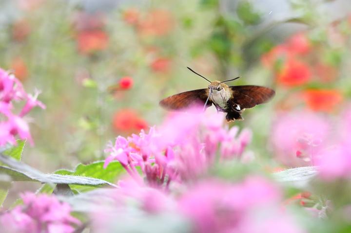 ペンタスに来た、スカシバとホウジャク_b0191934_2311246.jpg