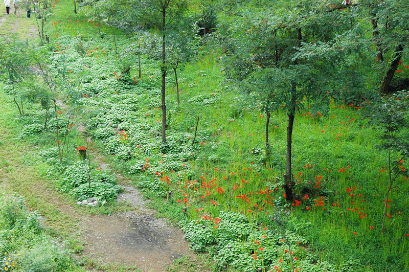 d0290240_07382938.gif