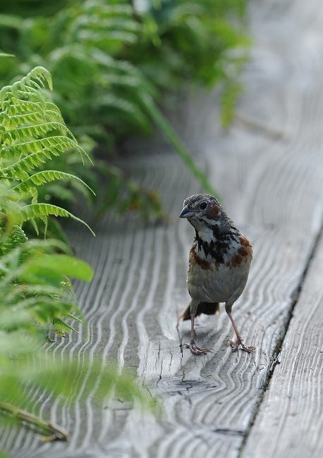 ホオアカ・・・びっくりでした！_c0233349_07472633.jpg