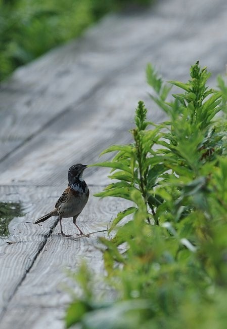 ホオアカ・・・びっくりでした！_c0233349_07490344.jpg