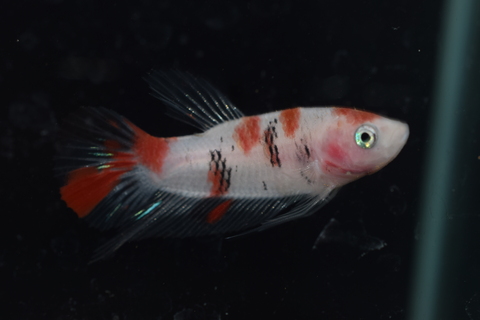 鯉ベタのメス アクア エフ の入荷情報