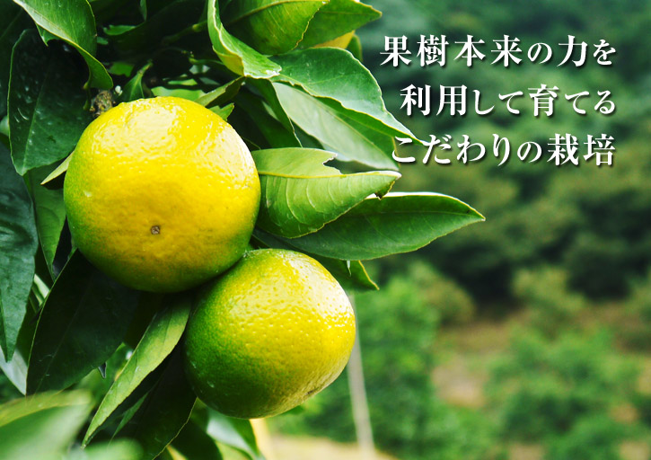 ザ・みかん みかんのシーズン到来!極早生みかん「日南」予約販売受付スタート!!_a0254656_153364.jpg