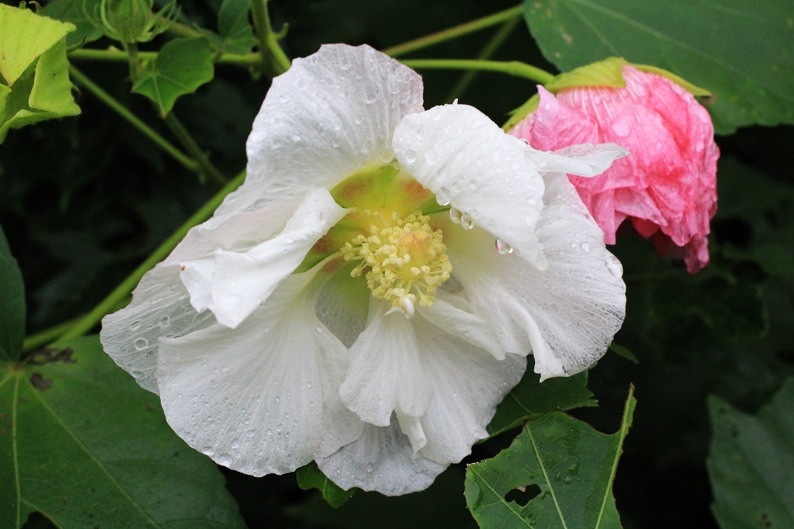 頭を垂れる。。。 ~スイフヨウ(酔芙蓉)~_a0107574_15310225.jpg