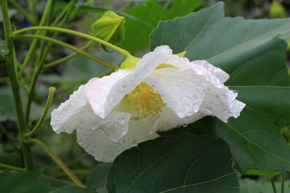 頭を垂れる。。。 ~スイフヨウ(酔芙蓉)~_a0107574_15312158.jpg
