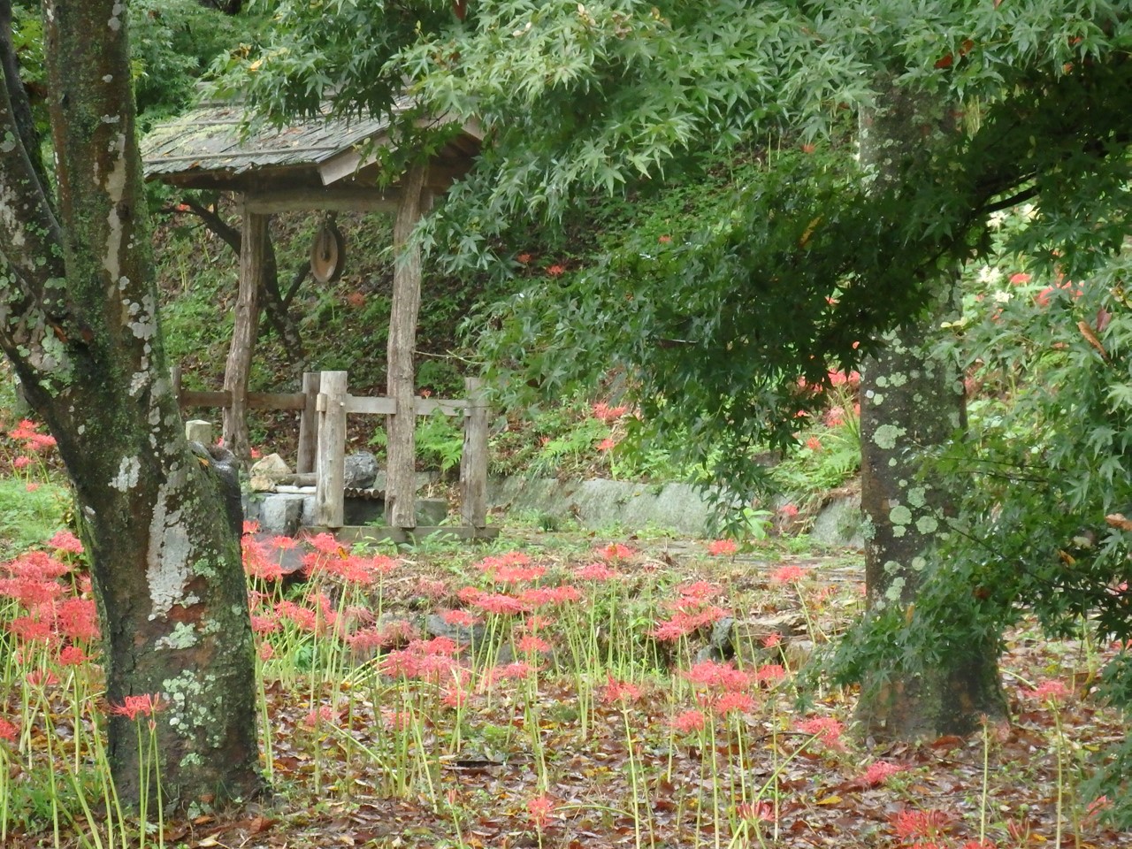 『彼岸花と大智寺周辺の風景』_d0054276_205493.jpg