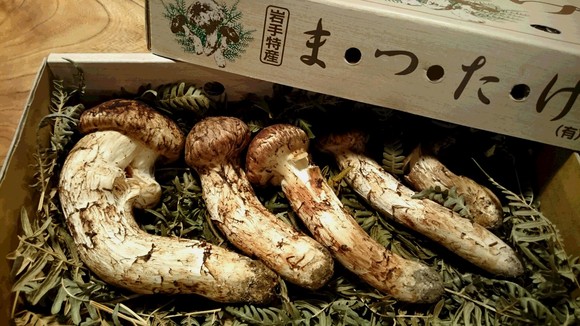 松茸_b0162386_0505532.jpg