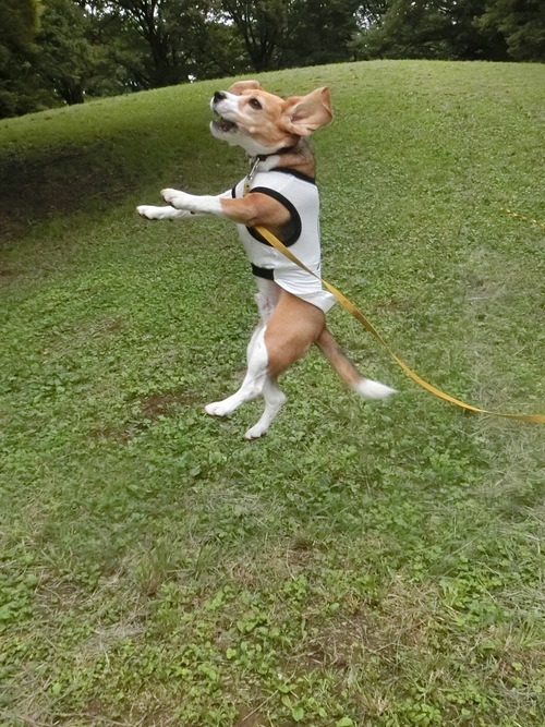 a0319693_8482038.jpg