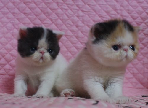 エキゾチックショートヘアー８月２６日生まれ ボギコ赤ちゃん Carolcollection