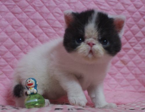 エキゾチックショートヘアー８月２６日生まれ ボギコ赤ちゃん Carolcollection