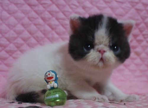 エキゾチックショートヘアー８月２６日生まれ ボギコ赤ちゃん Carolcollection