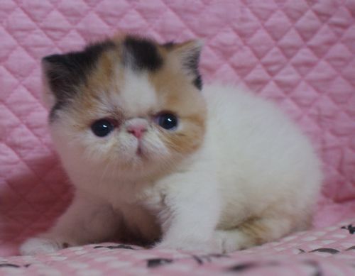 エキゾチックショートヘアー８月２６日生まれ ボギコ赤ちゃん Carolcollection