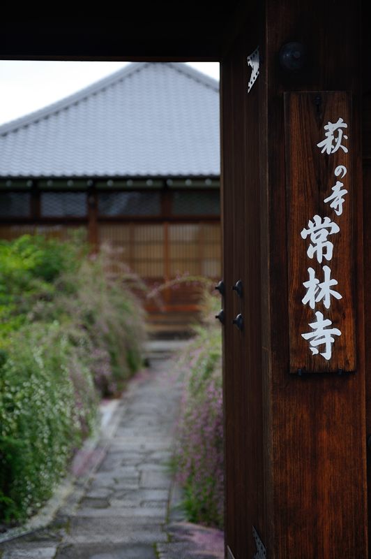 萩@常林寺_f0032011_19461646.jpg
