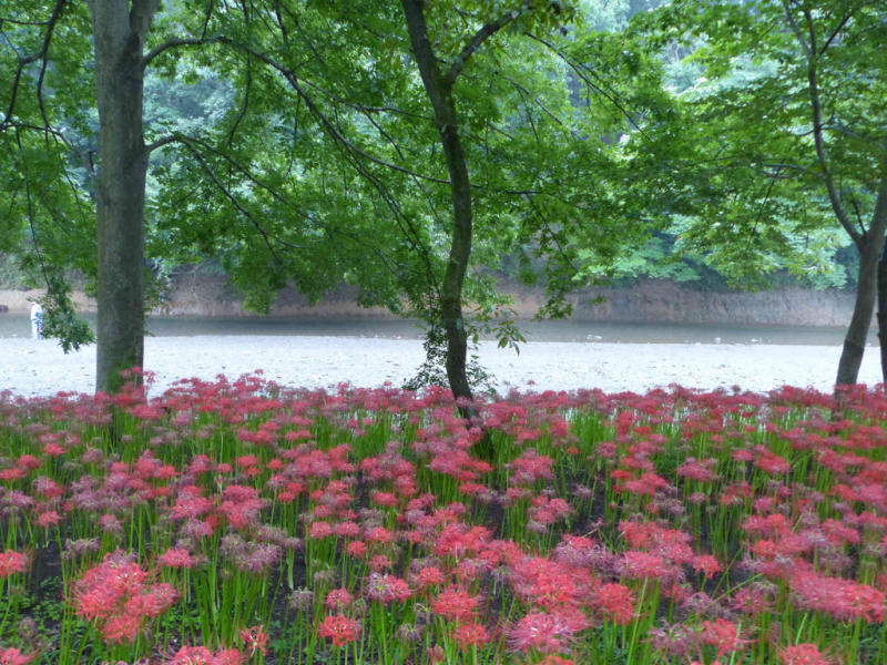 巾着田曼珠沙華公園へ_f0296312_11173492.jpg
