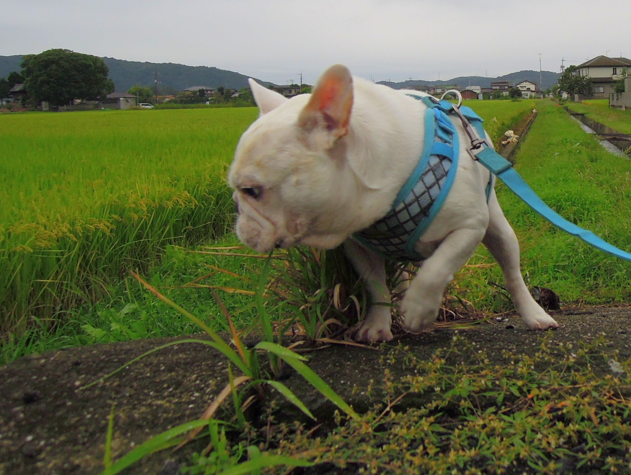 バトン…でしゅ。_a0158613_11300887.jpg